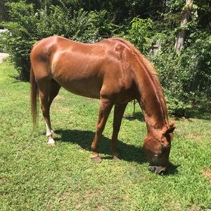 Meet your Posher, Abby